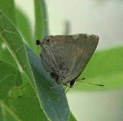 Deudorix diocles