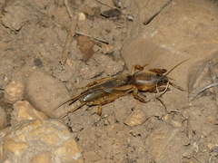 Gryllotalpa vineae