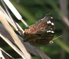 Junonia natalica