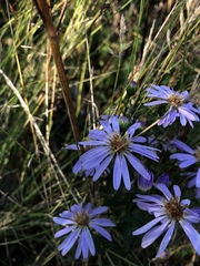 Aster amellus