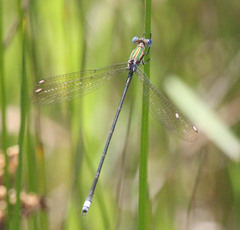 Lestes virgatus
