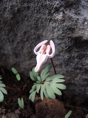 Dicentra uniflora