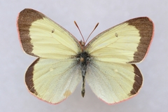 Colias palaeno