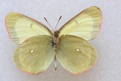 Colias palaeno