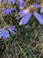 Aster amellus