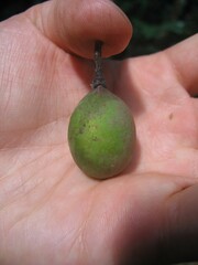 Sapotaceae