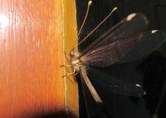 Haploglenius peruvianus