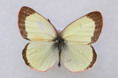 Colias palaeno