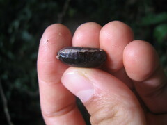 Sapotaceae