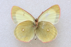 Colias palaeno