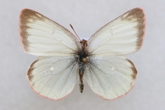 Colias palaeno