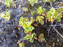 Oxalis obliquifolia image