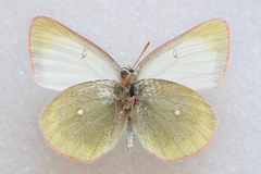 Colias palaeno