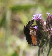 Eretis umbra umbra