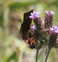 Eretis umbra umbra