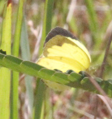 Eurema hecabe solifera