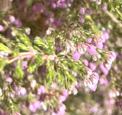 Erica hirtiflora