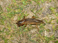 Gryllotalpa vineae