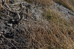 Carrichtera annua