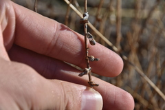 Carrichtera annua