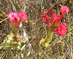 Crassula coccinea