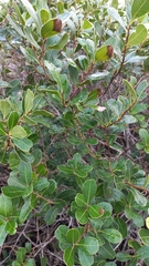 Lithraea brasiliensis