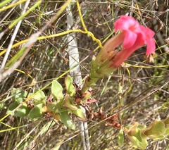 Crassula coccinea