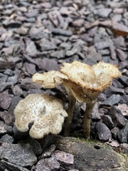 Lentinus crinitus