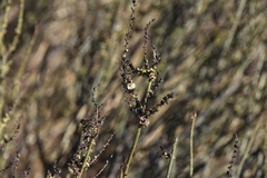 Salsola genistoides