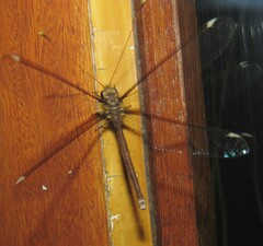 Haploglenius peruvianus