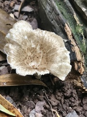 Lentinus crinitus