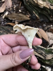 Lentinus crinitus