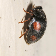 Scymnus frontalis
