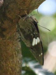 Charaxes cithaeron