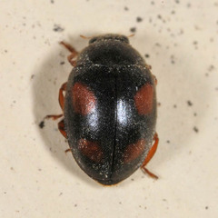 Scymnus frontalis