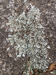 Flavoparmelia baltimorensis