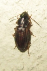 Platymetopus figuratus