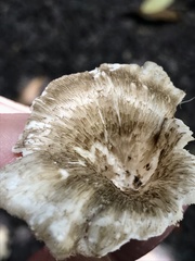 Lentinus crinitus