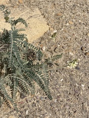 Astragalus trichopodus