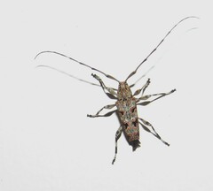 Colobothea simillima