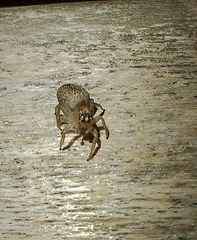 Chira gounellei