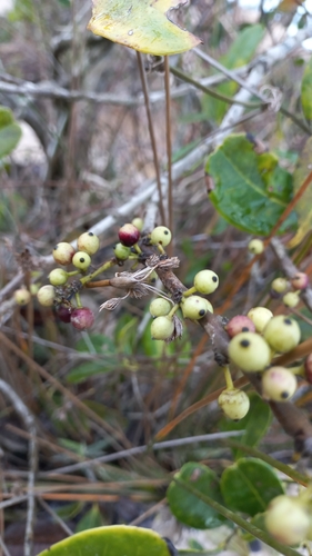 Image of Ilex theezans by (c) JG, some rights reserved (CC BY)
