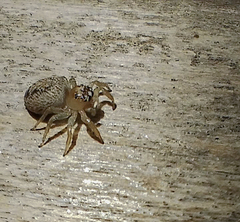 Chira gounellei