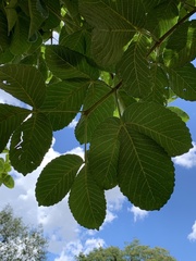 Caryocar brasiliense