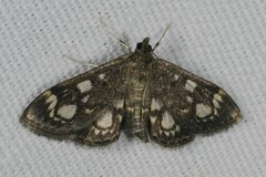 Anania coronata