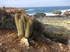 Trichocereus chiloensis litoralis
