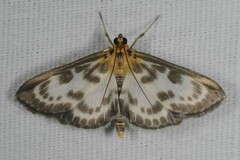 Anania hortulata