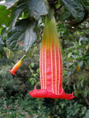 Brugmansia sanguinea