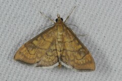 Anania verbascalis
