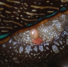 Anthessius navanacis